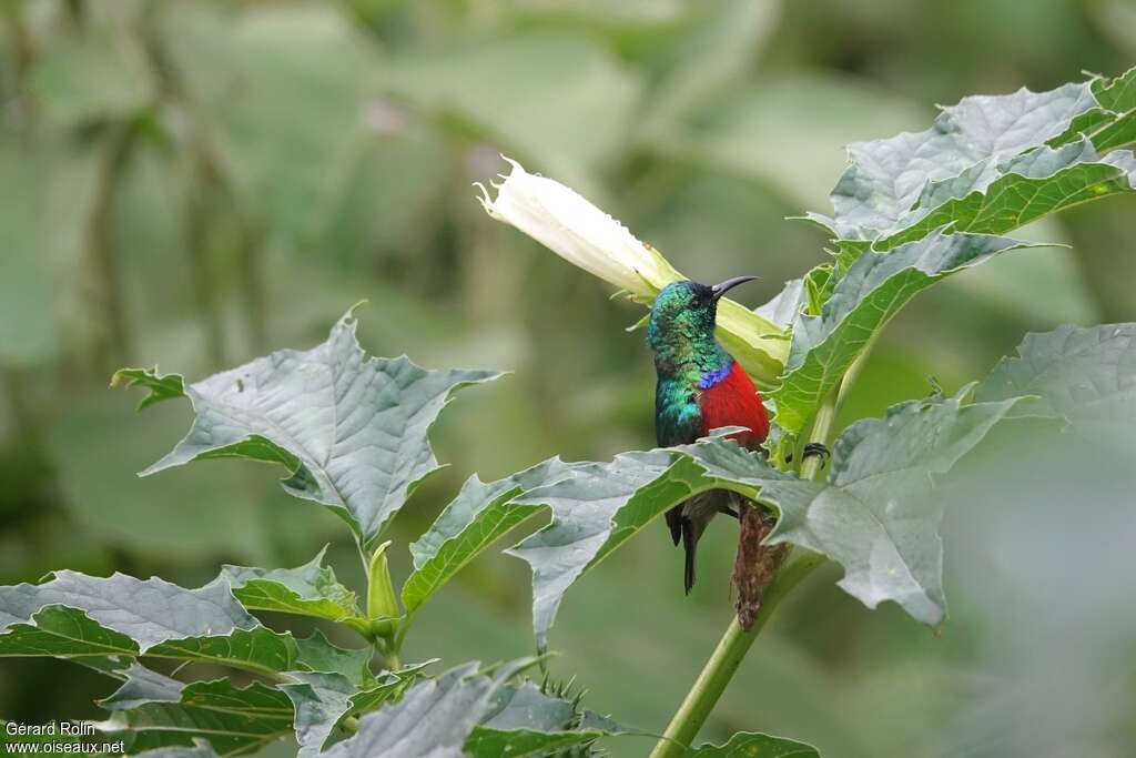 Northern Double-collared Sunbird male adult, habitat