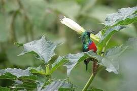 Northern Double-collared Sunbird