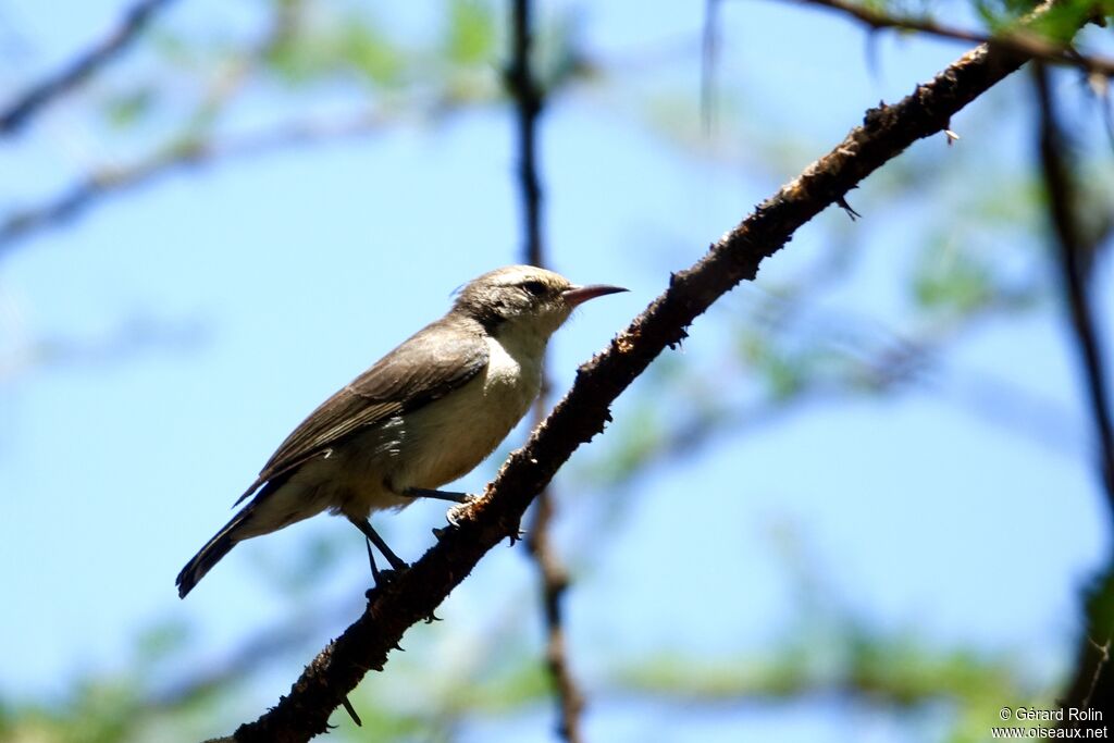 Eastern Violet-backed Sunbird female