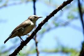 Eastern Violet-backed Sunbird