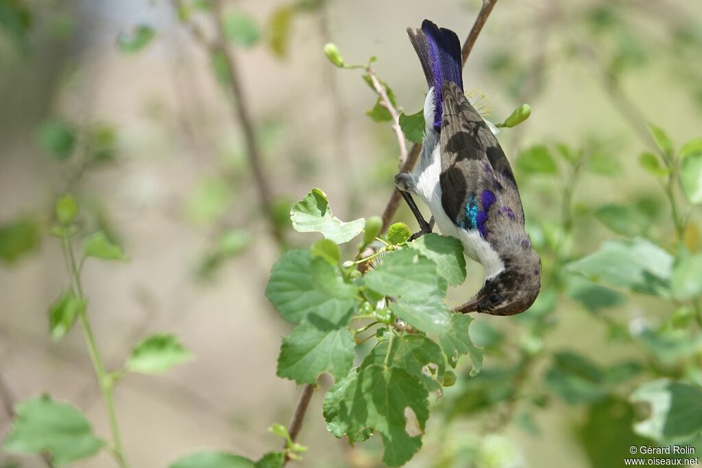 Eastern Violet-backed Sunbird