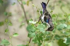 Eastern Violet-backed Sunbird