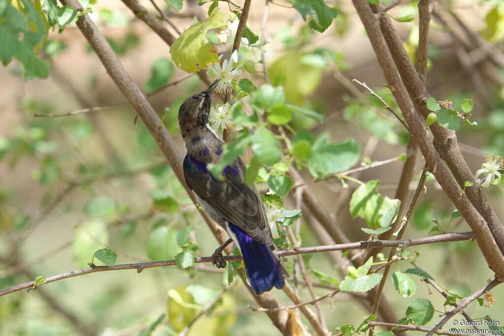 Eastern Violet-backed Sunbird male