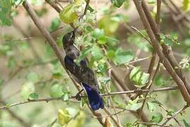 Eastern Violet-backed Sunbird