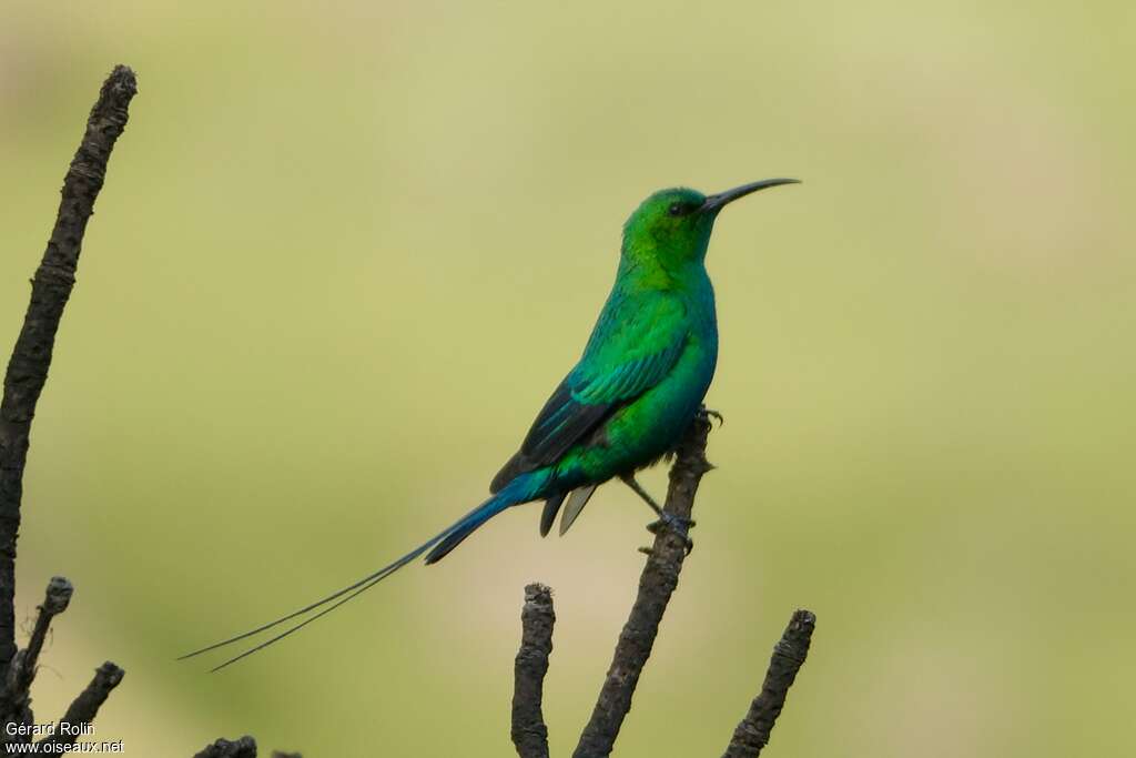 Souimanga malachite mâle adulte, identification