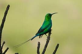 Malachite Sunbird