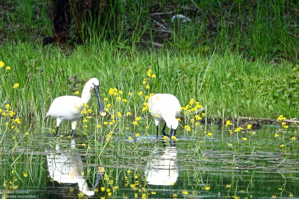 Eurasian Spoonbill