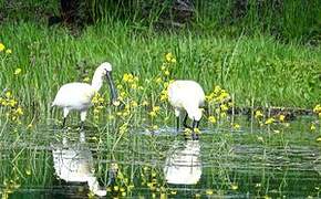 Eurasian Spoonbill