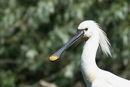 Eurasian Spoonbill