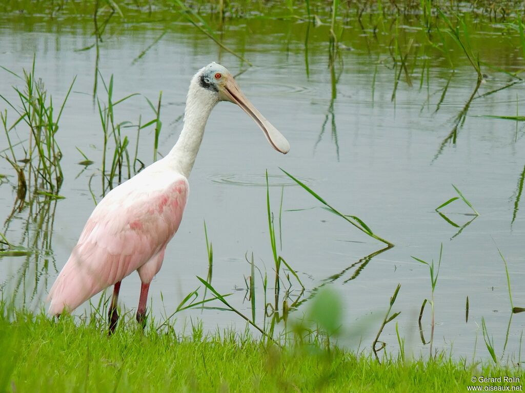 Roseate Spoonbill