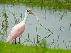 Roseate Spoonbill