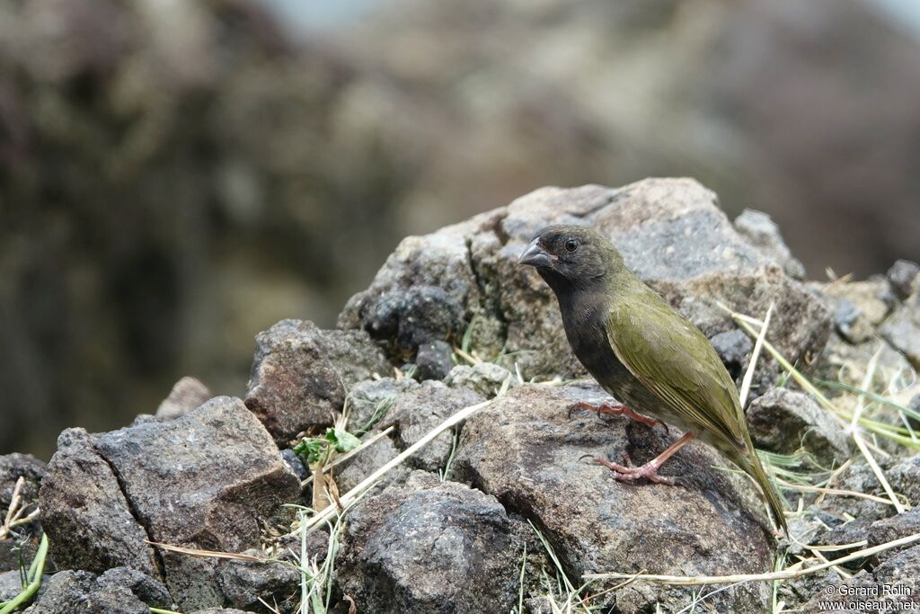 Black-faced Grassquit male adult