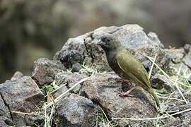 Black-faced Grassquit