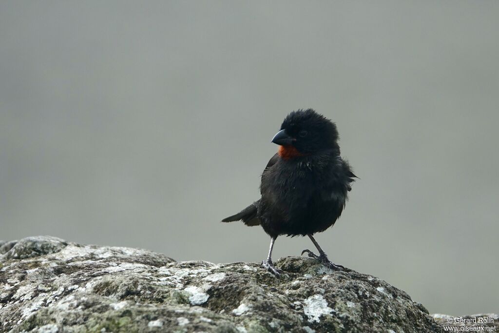 Sporophile rougegorge