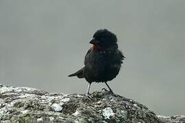 Lesser Antillean Bullfinch