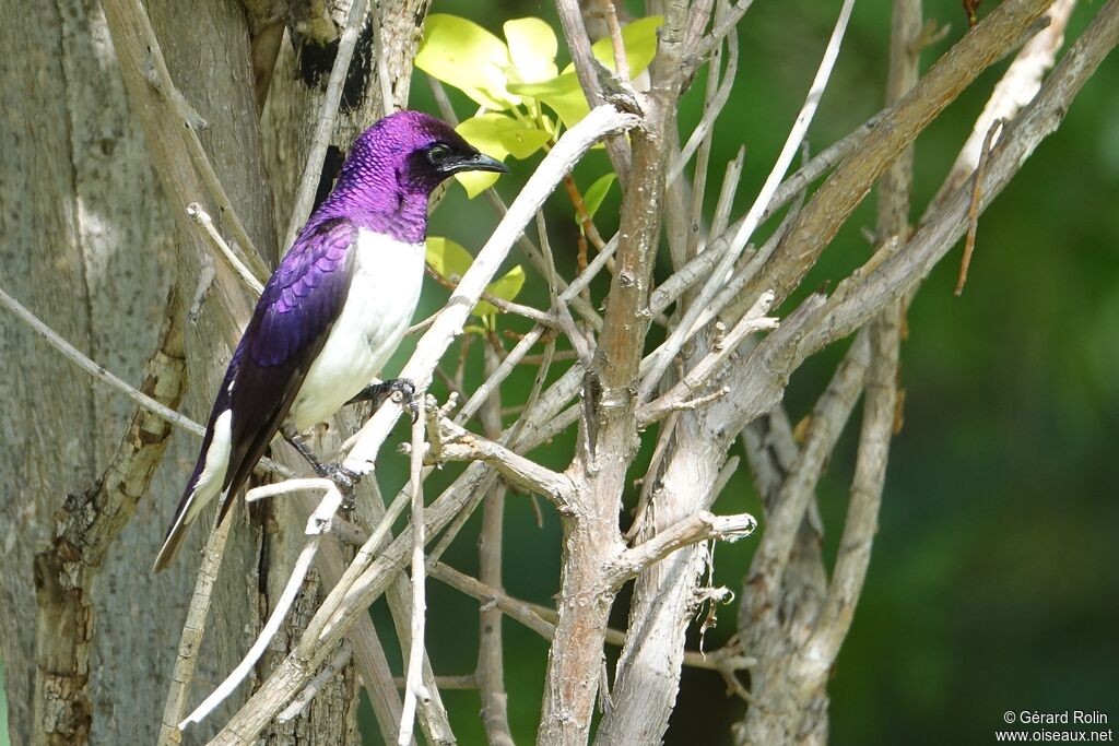 Violet-backed Starling