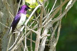 Violet-backed Starling