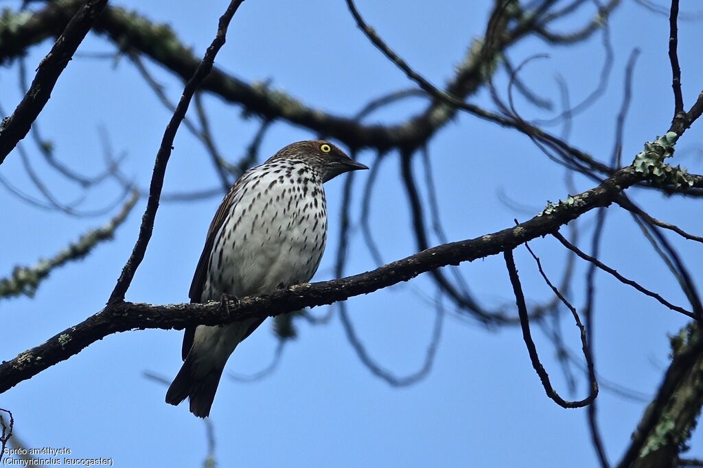 Violet-backed Starling female adult