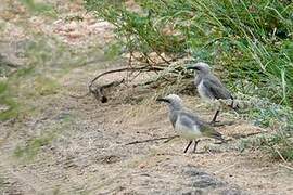 Fischer's Starling