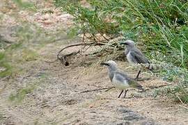 Fischer's Starling