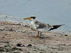 Large-billed Tern