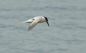 Sandwich Tern