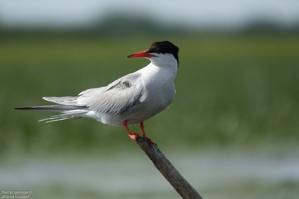 Common Tern