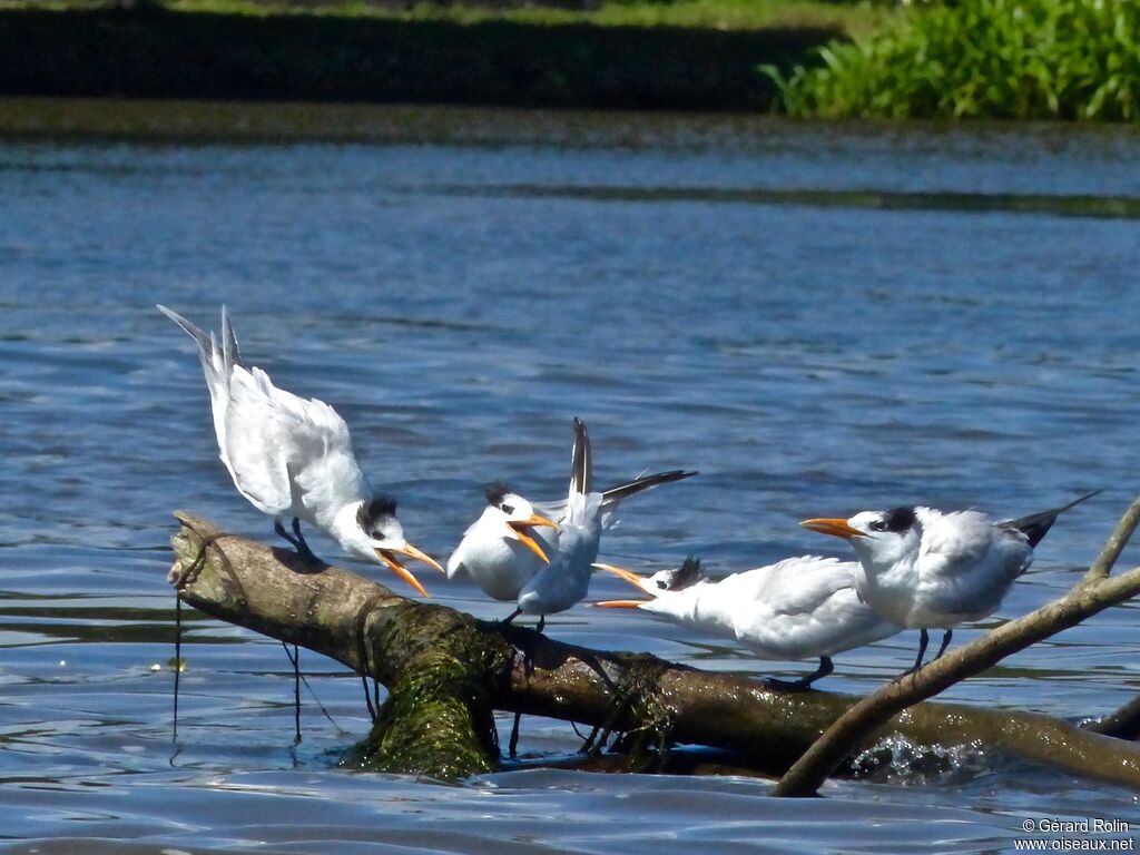 Royal Tern