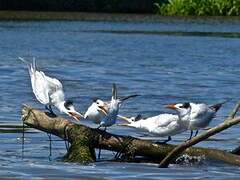 Royal Tern