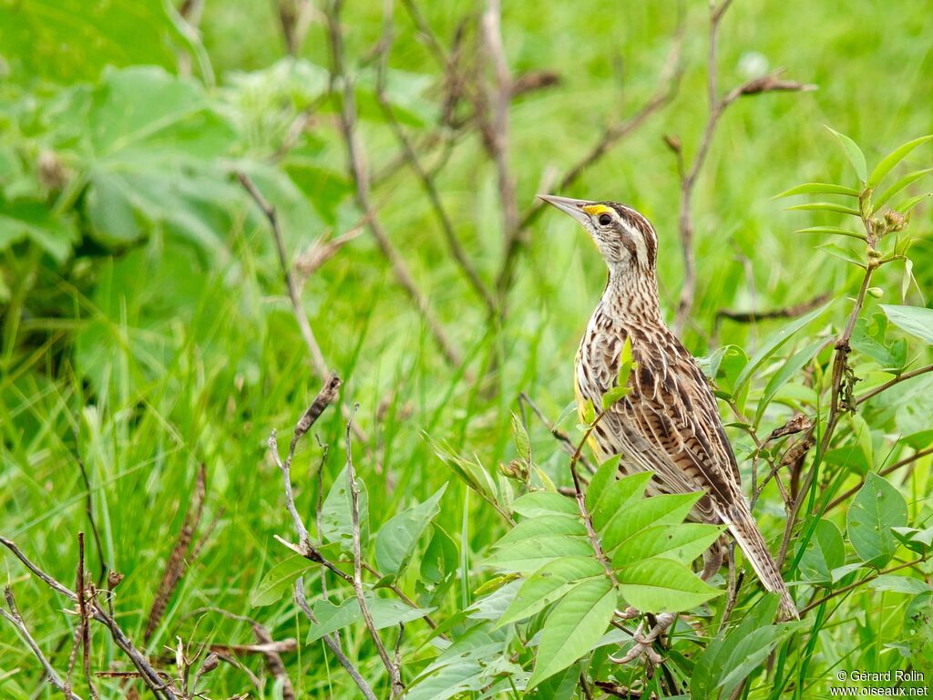 Eastern Meadowlark