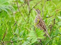 Eastern Meadowlark