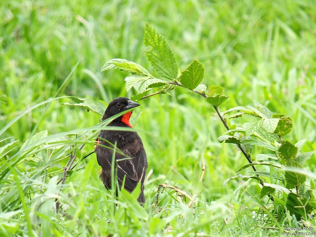 Red-breasted Blackbird