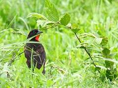 Red-breasted Blackbird