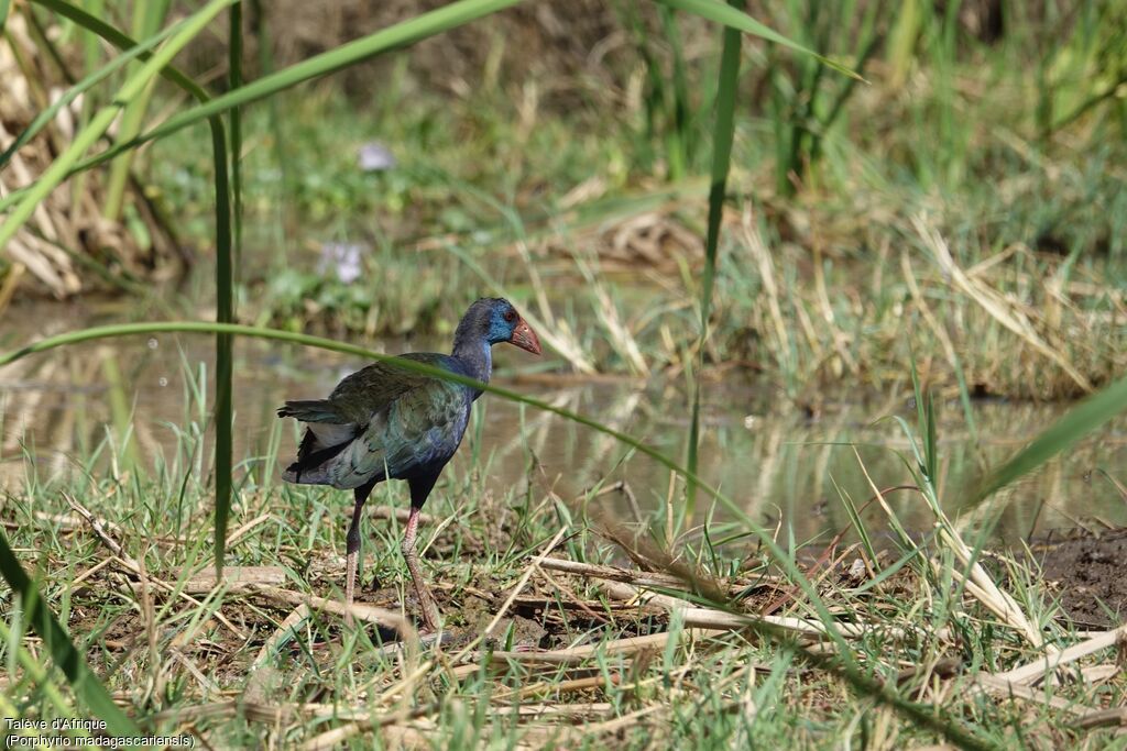 African Swamphen