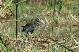 African Swamphen