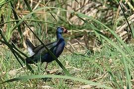 African Swamphen