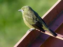 Palm Tanager