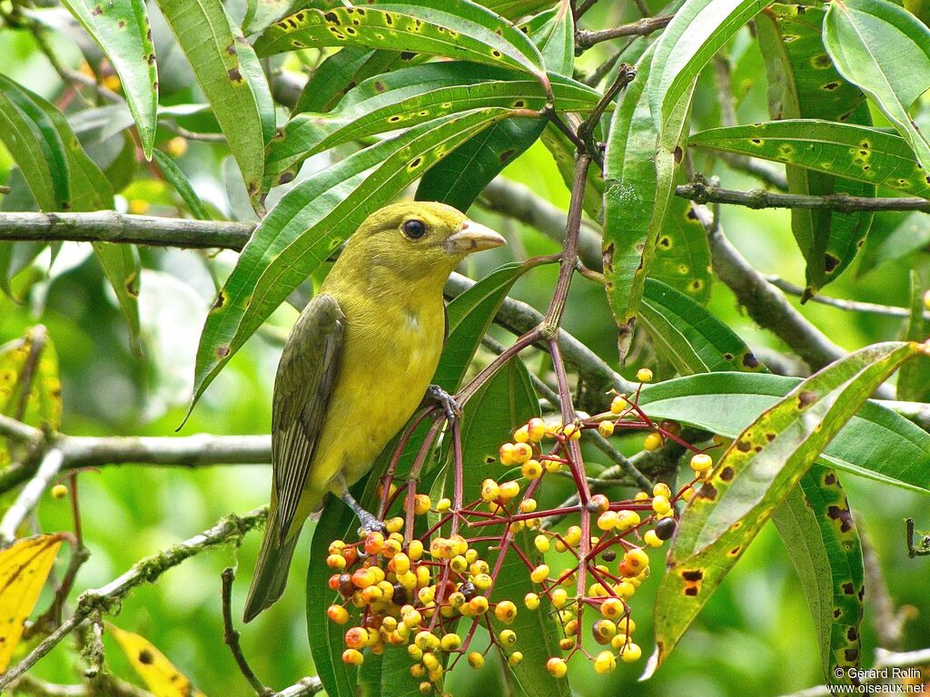 Summer Tanager female