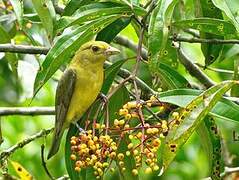 Summer Tanager