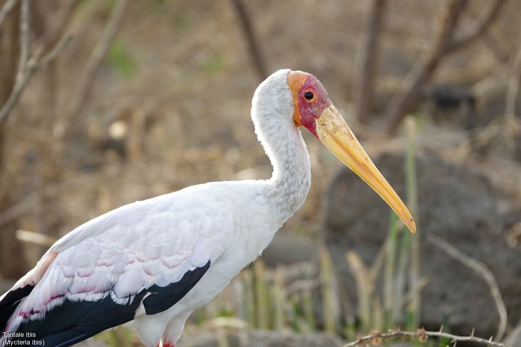 Yellow-billed Stork