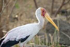 Yellow-billed Stork