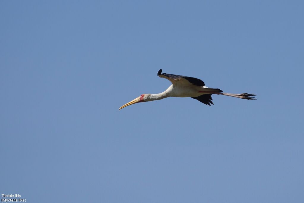 Yellow-billed Stork