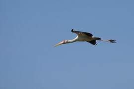 Yellow-billed Stork