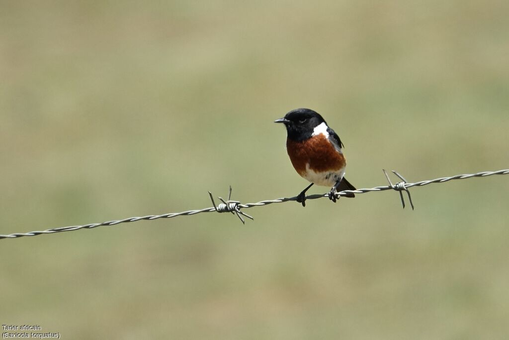 African Stonechat male