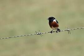 African Stonechat