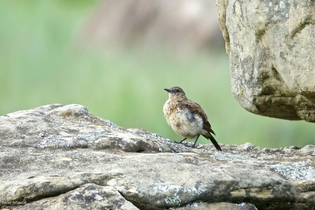 Buff-streaked Chat