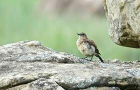 Buff-streaked Chat