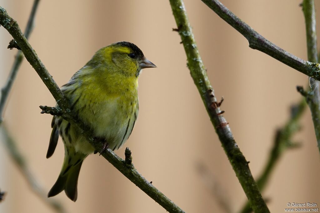 Eurasian Siskin