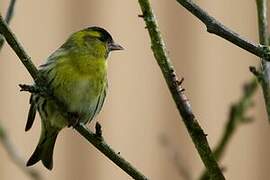 Eurasian Siskin