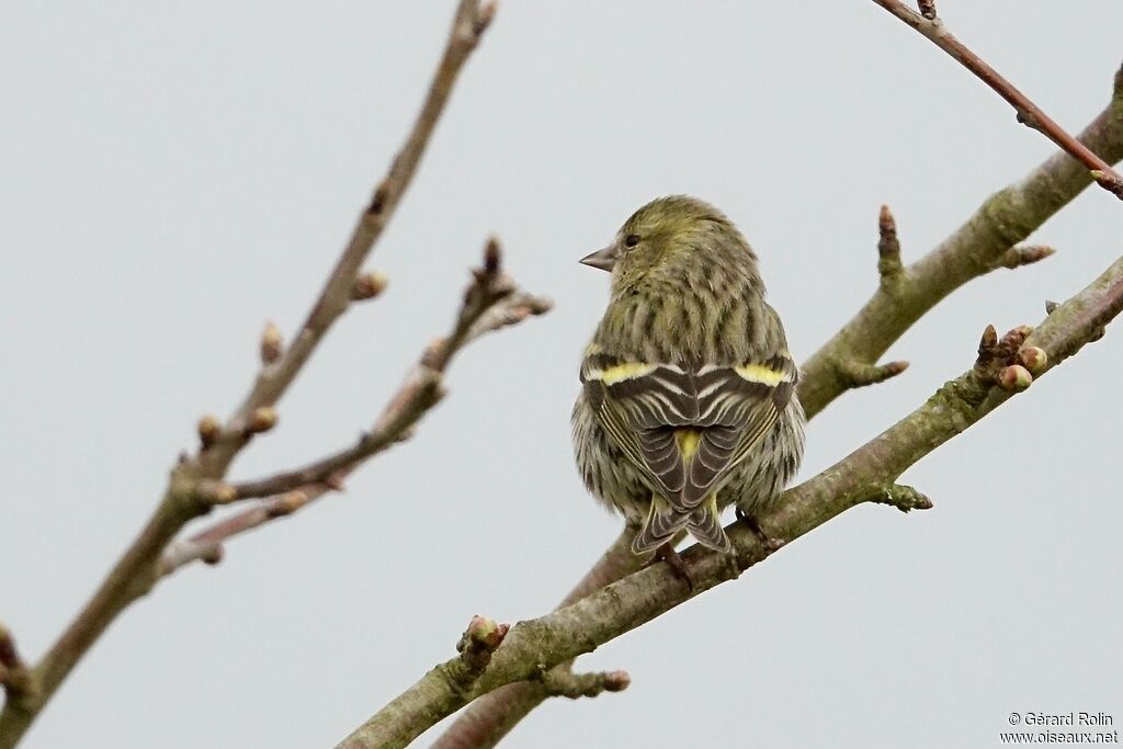 Eurasian Siskin